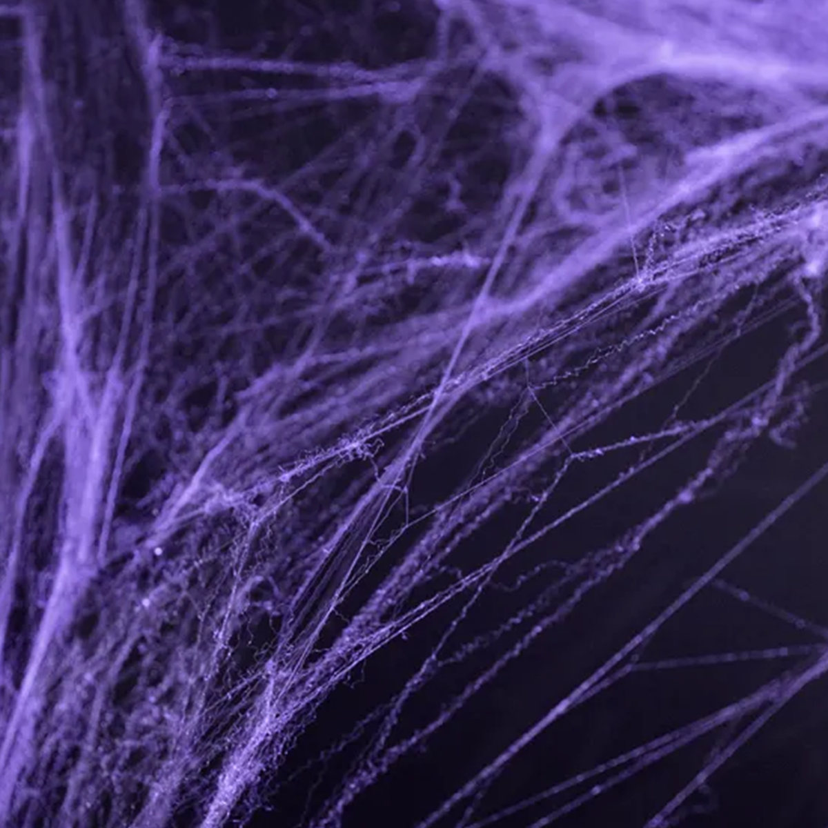 1 Halloween Spinnennetz - Lila